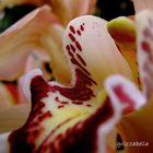 Cymbidium-Blüte