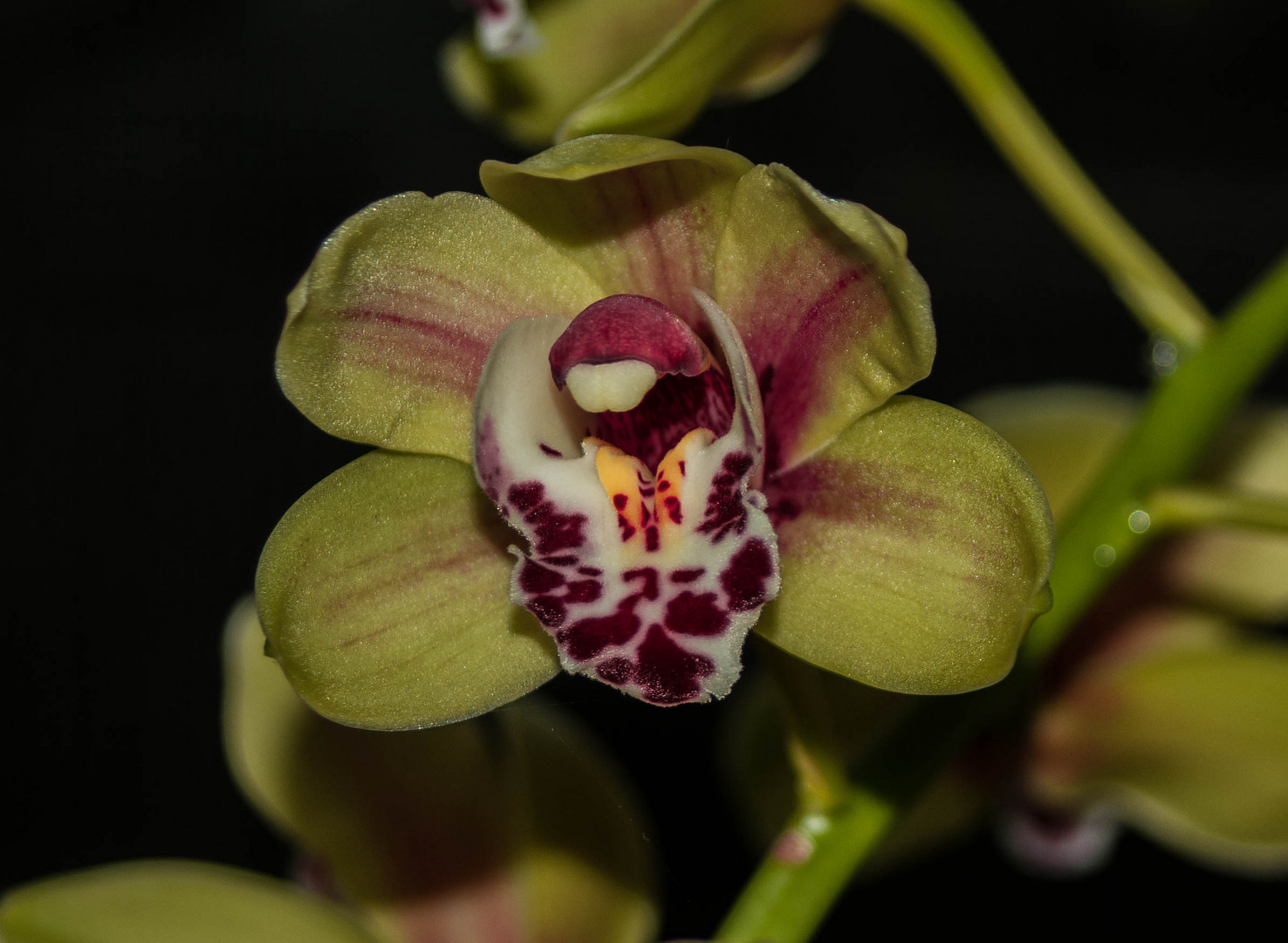 Cymbidium-Blüte beim Aufgehen