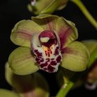 Cymbidium-Blüte beim Aufgehen