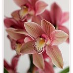 Cymbidium