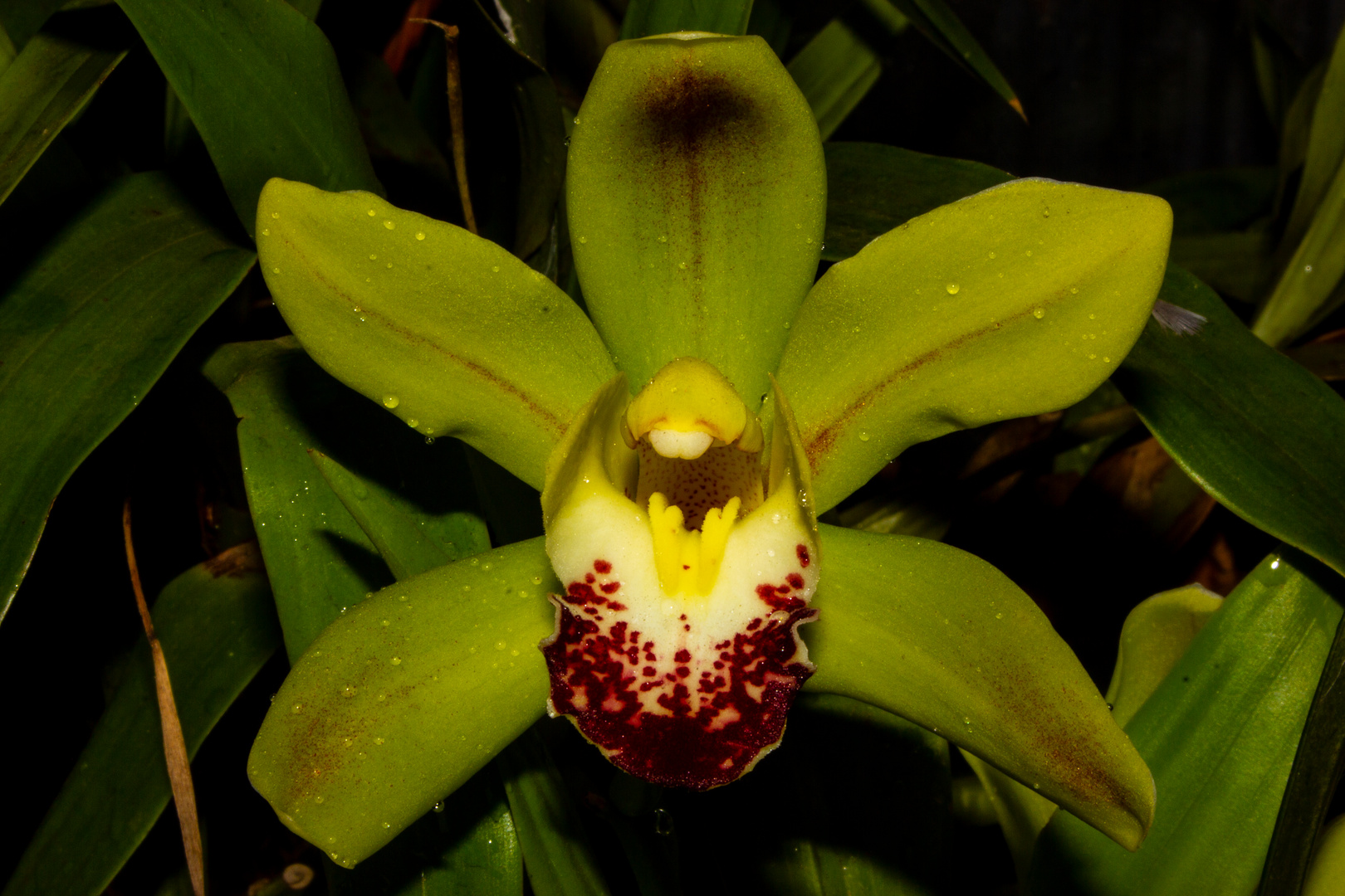 Cymbidium