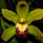 Cymbidium