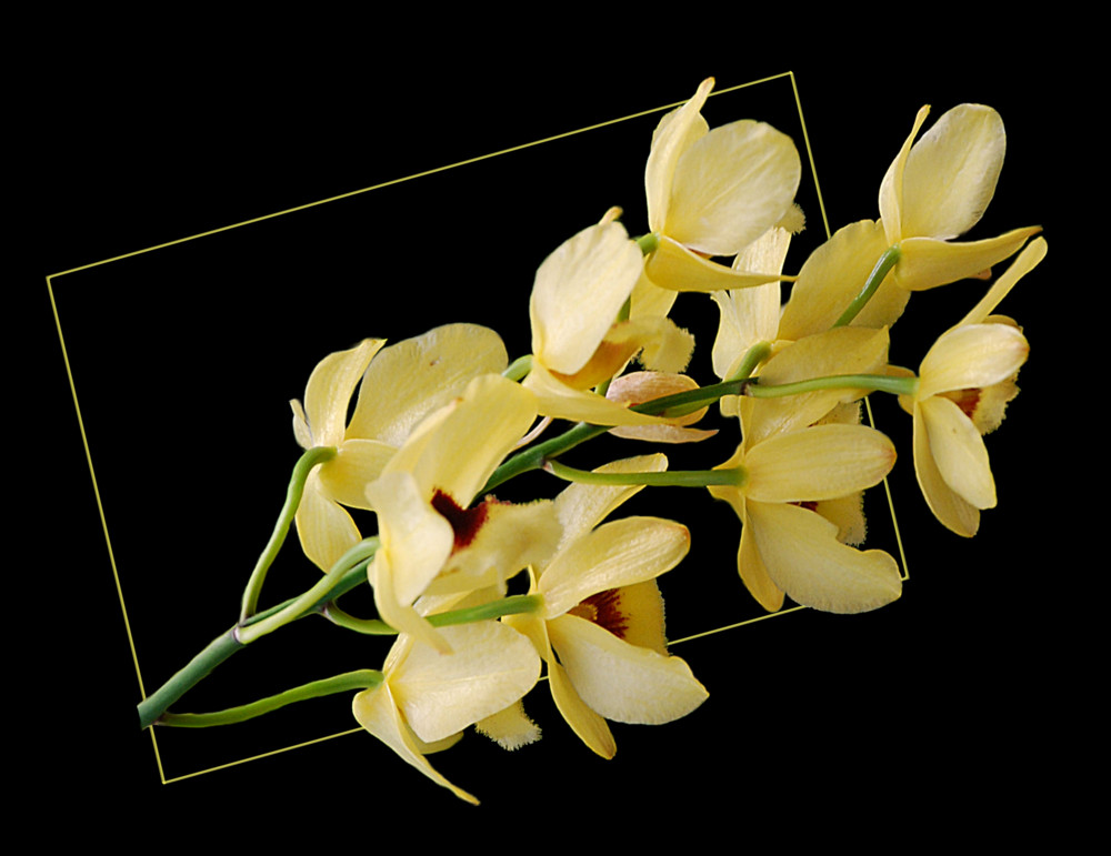 Cymbidium