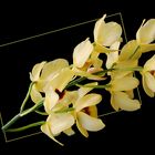 Cymbidium