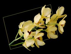 Cymbidium