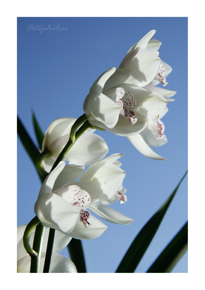 Cymbidium