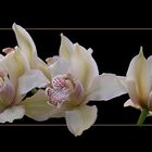 Cymbidium Hybride