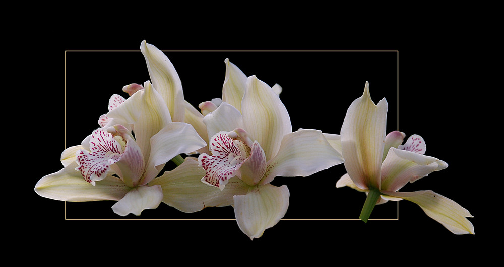 Cymbidium Hybride