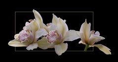 Cymbidium Hybride