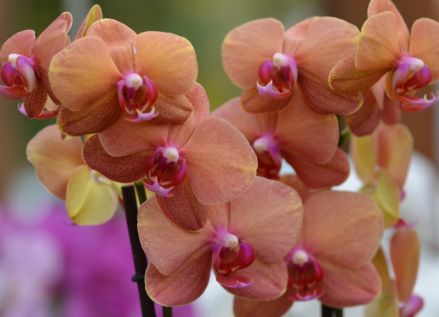 Cymbidium Hybride Foto & Bild spezial, natur, specials Bilder auf