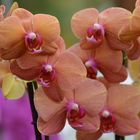 Cymbidium - Hybride