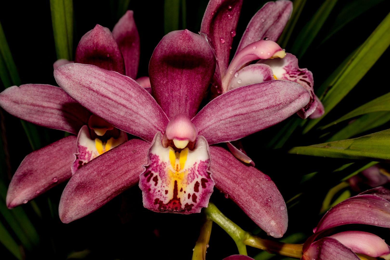 Cymbidium-Hybride, Orchid