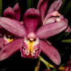 Cymbidium-Hybride, Orchid