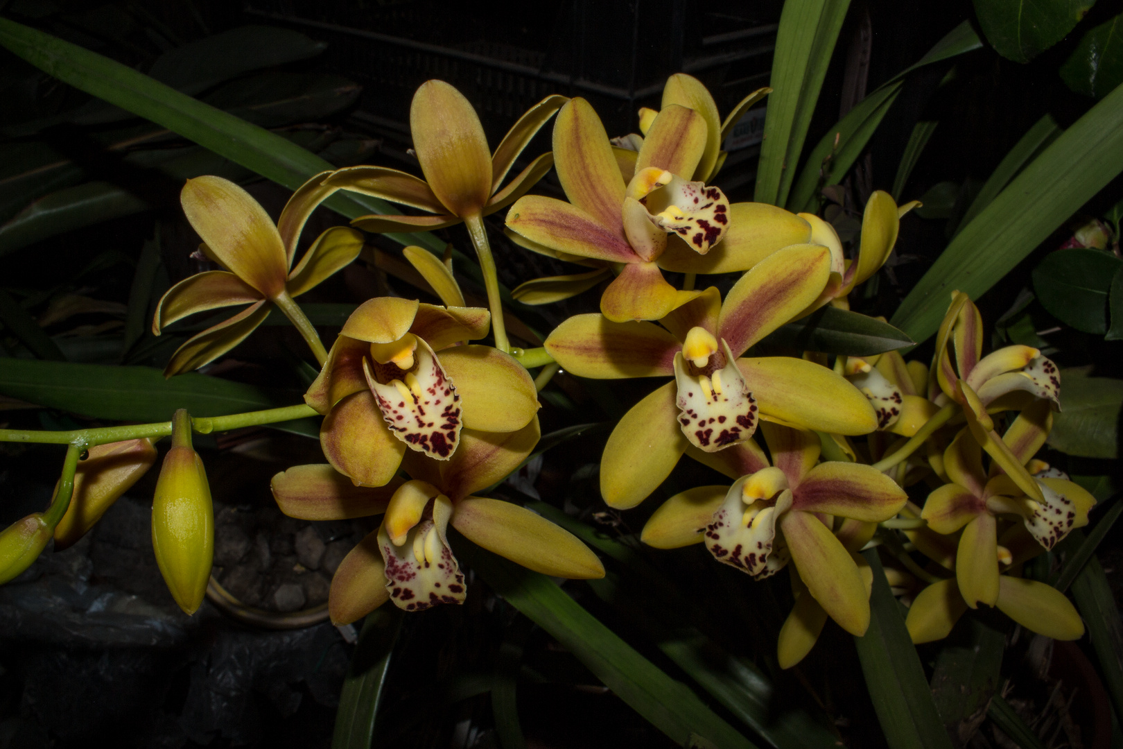 Cymbidium-Hybride, Orchid 