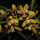 Cymbidium-Hybride, Orchid 