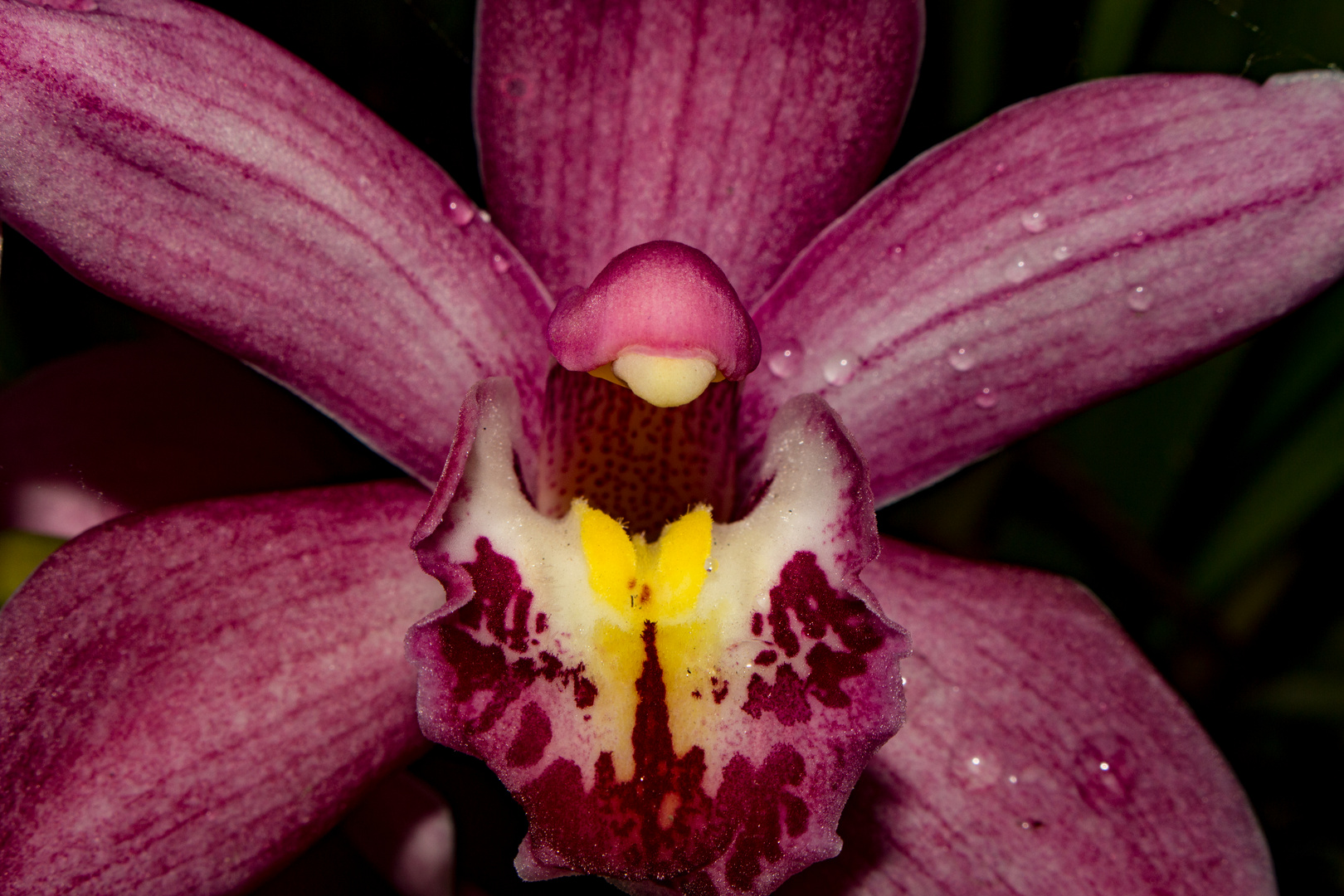Cymbidium-Hybride, Orchid