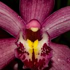 Cymbidium-Hybride, Orchid