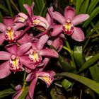 Cymbidium-Hybride, Orchid 
