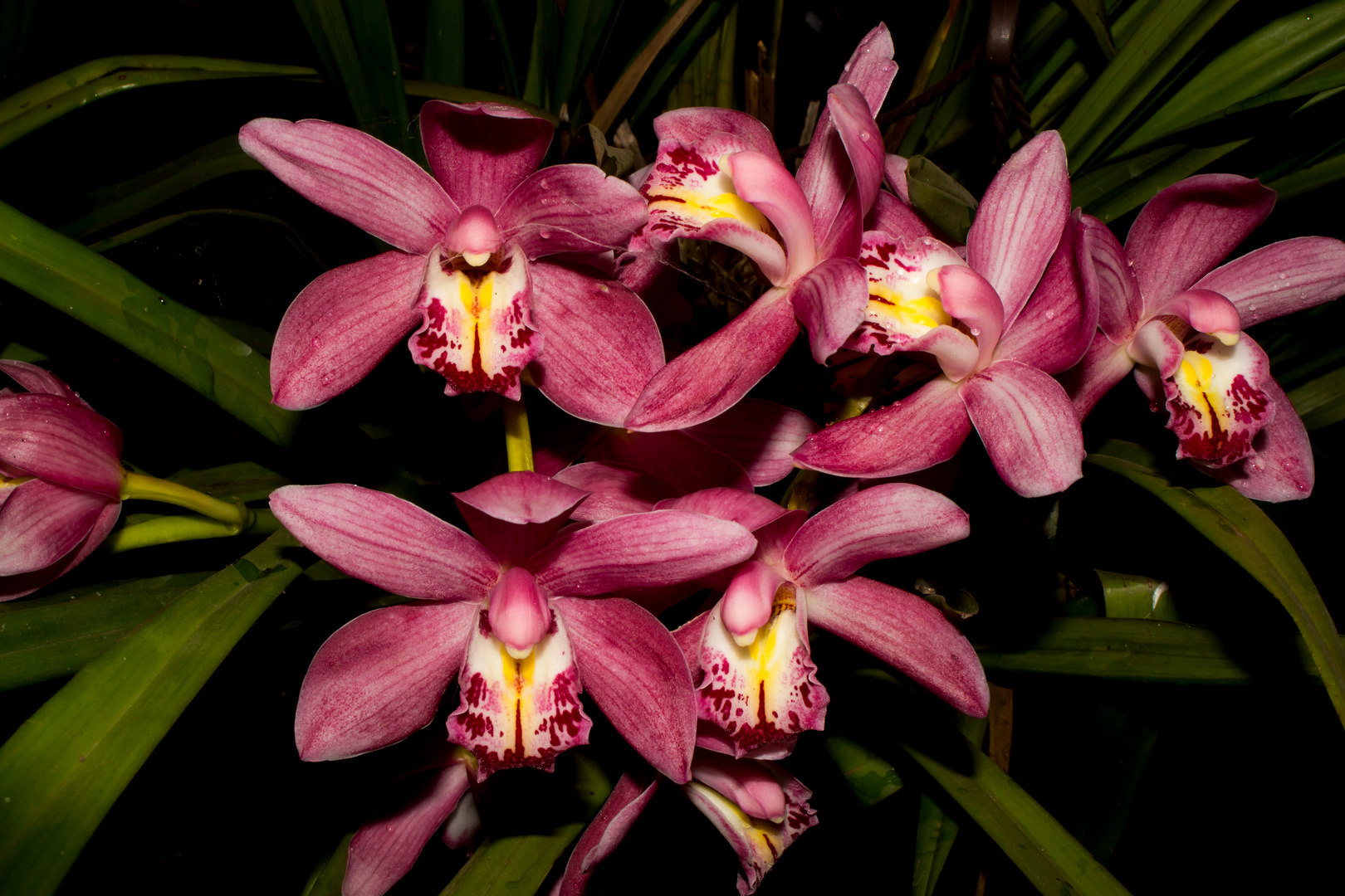 Cymbidium-Hybride, Orchid II