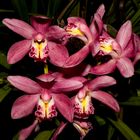 Cymbidium-Hybride, Orchid II