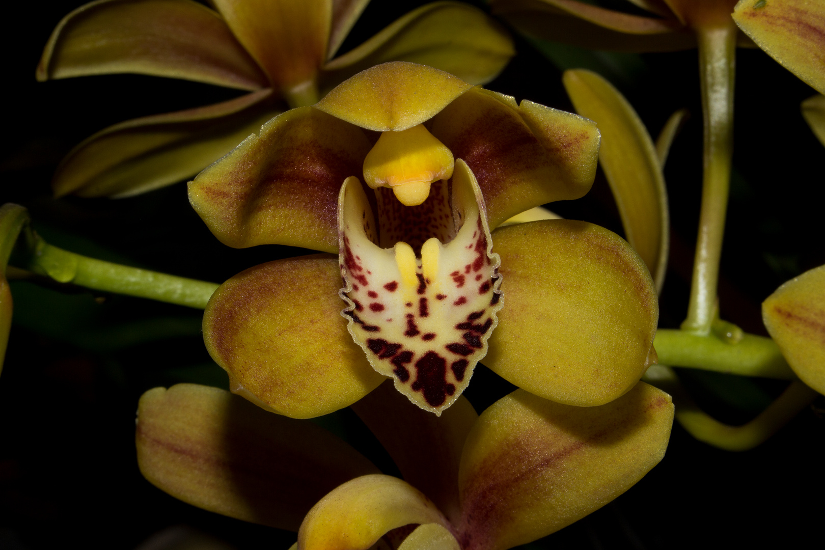 Cymbidium-Hybride, Orchid II