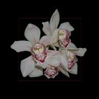 Cymbidium Hybriden