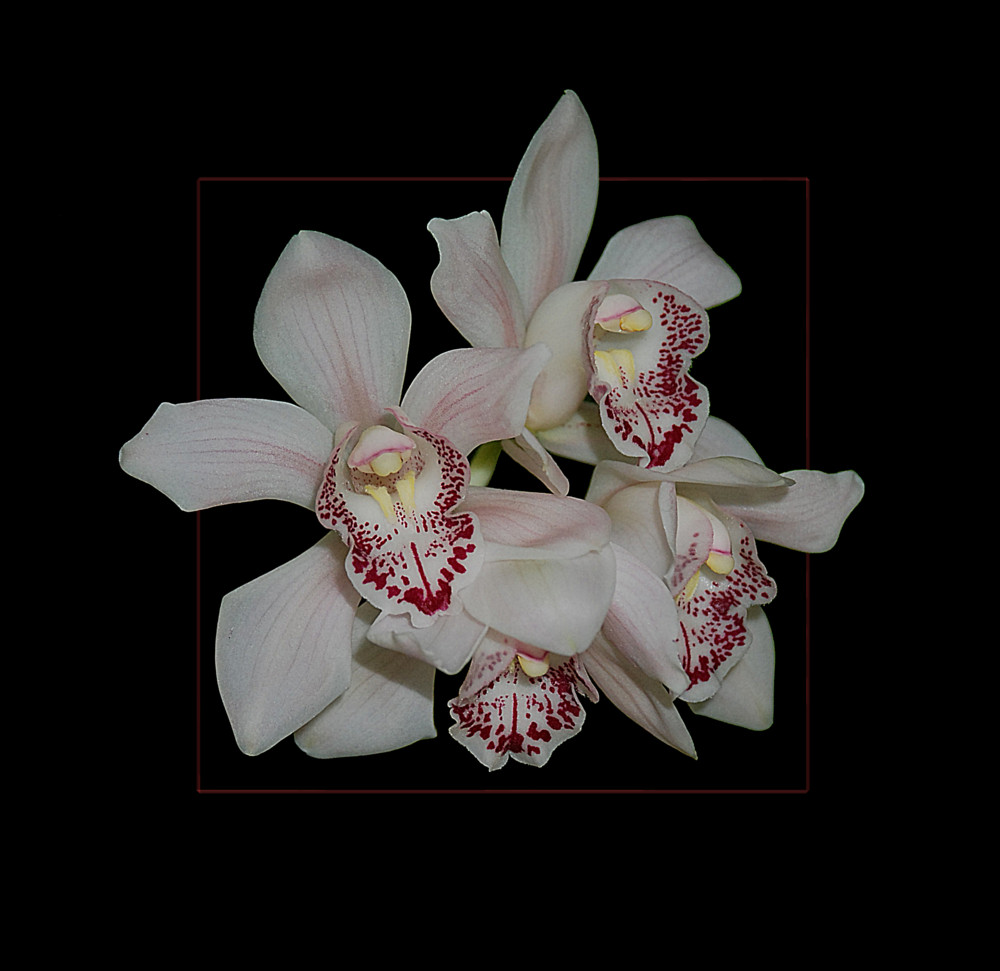 Cymbidium Hybriden