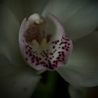 Cymbidium I