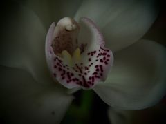 Cymbidium I