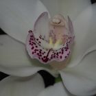 Cymbidium II