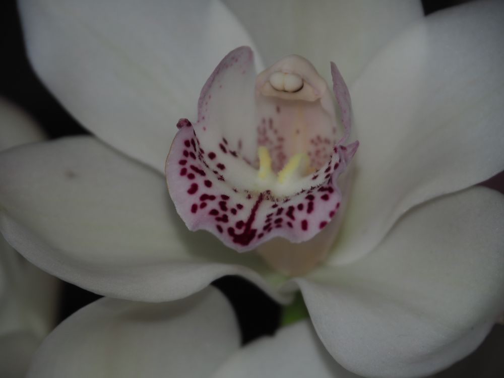 Cymbidium II