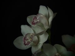 Cymbidium III