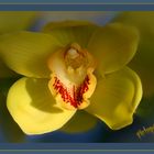 Cymbidium jaune à coeur rouge