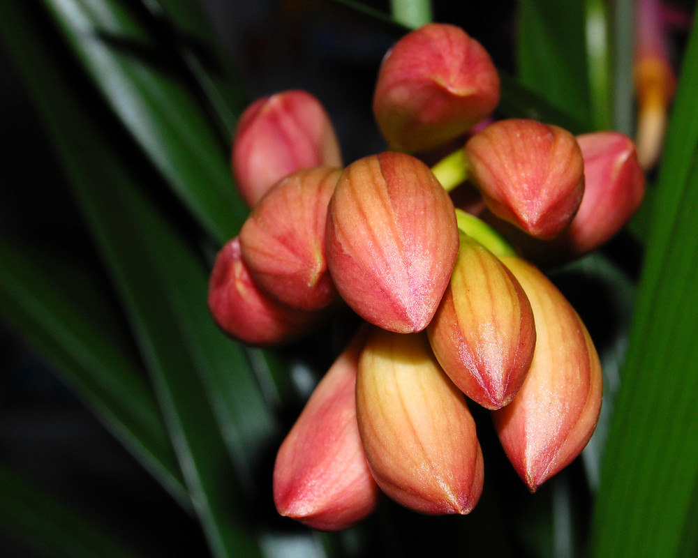 Cymbidium - Knospen