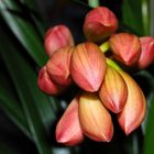 Cymbidium - Knospen