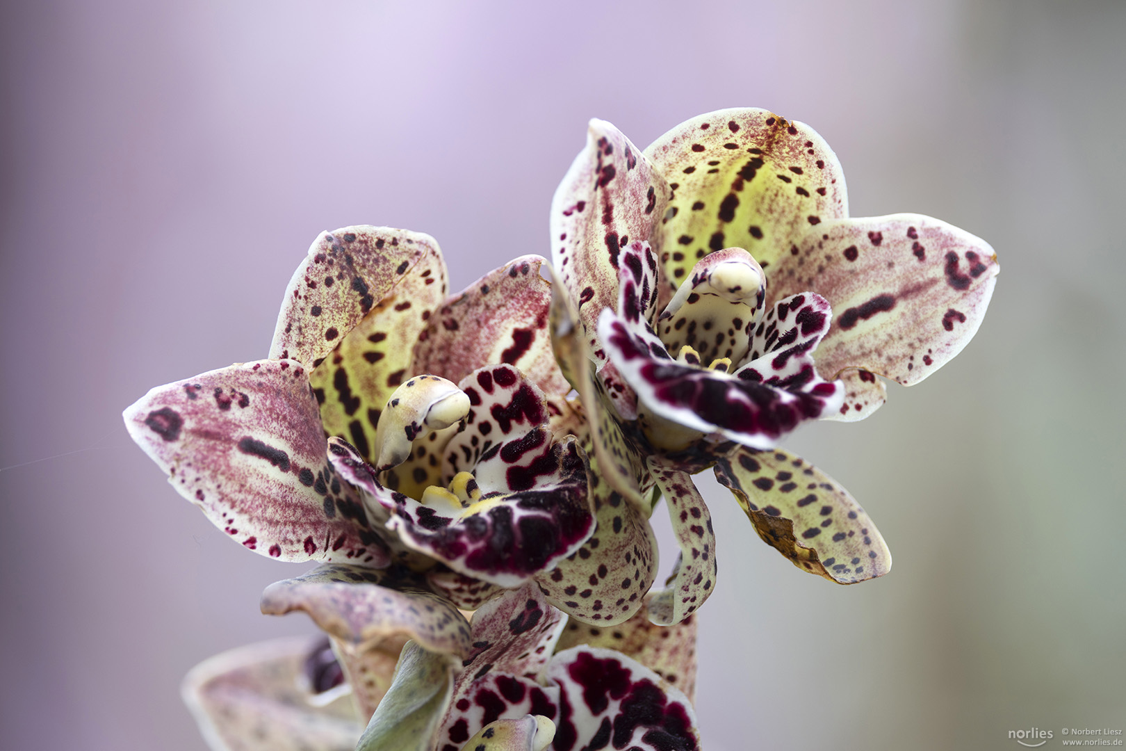 Cymbidium magic vogel