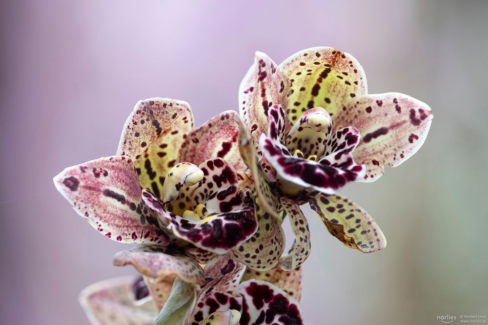 Cymbidium magic vogel