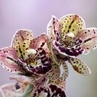 Cymbidium magic vogel