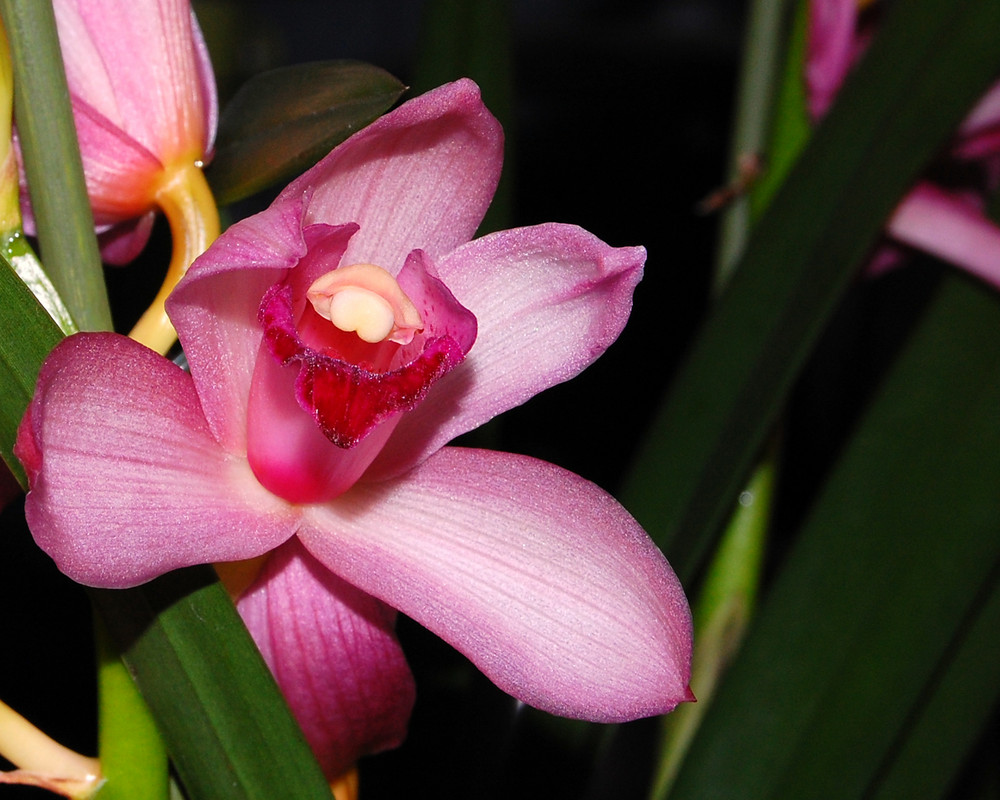 Cymbidium - Orchidee