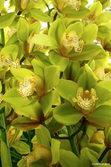 Cymbidium-Orchidee