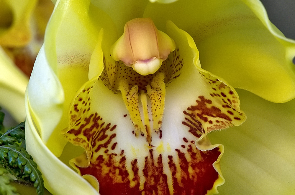 Cymbidium Orchidee