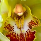 Cymbidium Orchidee