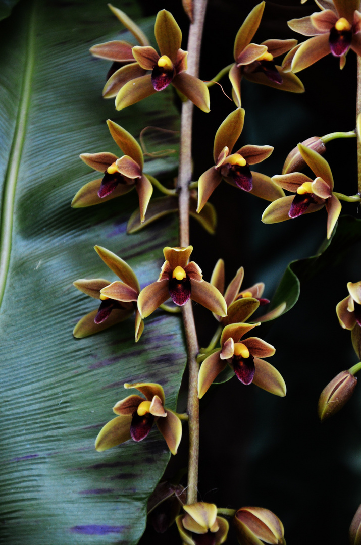 Cymbidium Orchidee