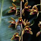 Cymbidium Orchidee