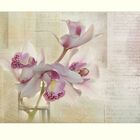 Cymbidium-Orchidee zum Sonntag