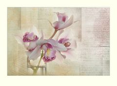 Cymbidium-Orchidee zum Sonntag
