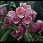 Cymbidium Orchids