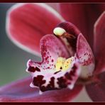 Cymbidium "Red Baron"