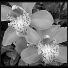 Cymbidium2