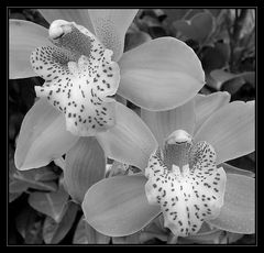 Cymbidium2